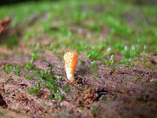 Cordyceps spec.